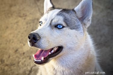 Impact of Losing Molars on Your Dog s Health: Key Insights for Pet Owners