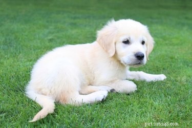 Is a Puppy at Risk of Voice Loss? Common Causes and Prevention