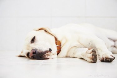 Recognizing and Treating Spider Bite Symptoms in Dogs