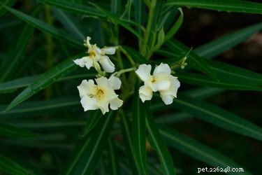 Recognizing Oleander Poisoning in Dogs: Symptoms and Immediate Action