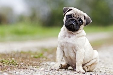 How to Spot Irritated Anal Sacs in Dogs: Key Behavioral Clues