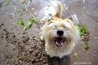Is Seaweed Safe for Dogs? Nutritional Benefits & Feeding Guidelines