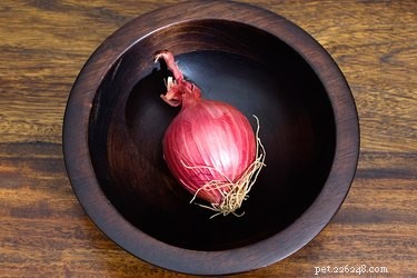 Why Onions Are Harmful to Dogs: Risks and Symptoms