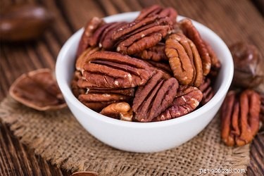Why Pecans Are Harmful to Dogs: A Safe Snack Guide