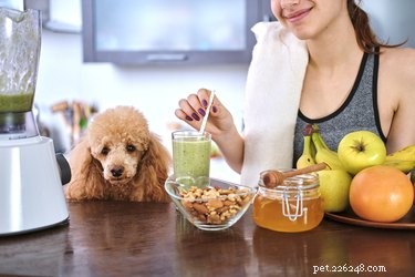 Why Pecans Are Harmful to Dogs: A Safe Snack Guide
