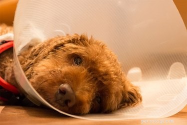 Day‑After Care: What to Expect After Your Dog Is Spayed