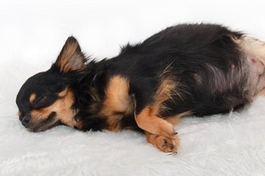 The Importance of Veterinary Care for Pregnant Dogs