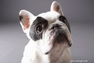 Key Health Challenges in French Bulldogs: What Owners Need to Know