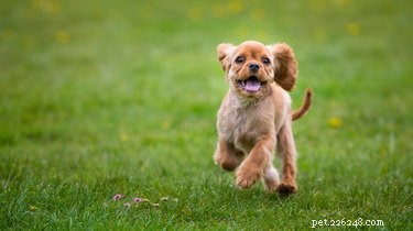 Guidelines for Expressing Anal Glands in Puppies: Frequency and Best Practices
