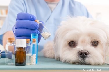 Canine Pancreatitis: Managing the Condition for a Healthier Life