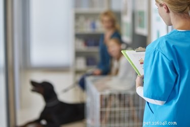 Canine Pancreatitis: Managing the Condition for a Healthier Life