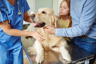 Canine Pancreatitis: Managing the Condition for a Healthier Life