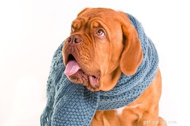 Kennel Cough (Canine Pertussis): Symptoms, Prevention & Treatment