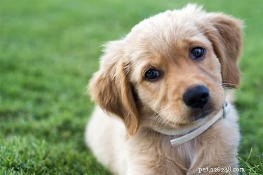 Understanding and Managing Cleft Palate in Puppies: Causes, Care, and Prevention