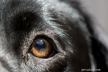Understanding Canine Anisocoria: Causes, Symptoms, and Treatment Options