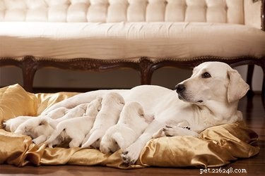 Do Mother Dogs Lose Weight After Weaning? What to Expect