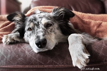Understanding Canine Hypocalcemia (Milk Fever): Causes, Symptoms, and Treatment