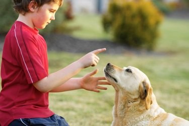 Expert Guide to Caring for Senior Dogs with Hearing Loss