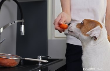 Safe and Nutritious Vegetables Your Dog Can Enjoy