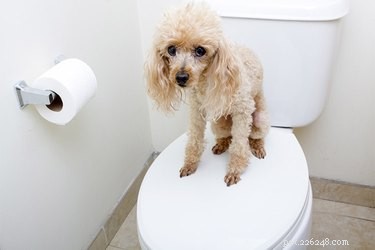 When Your Dog Needs the Bathroom Frequently: Causes and Solutions