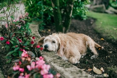 Carnations and Pet Safety: Are They Toxic to Cats and Dogs?