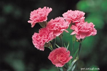 Carnations and Pet Safety: Are They Toxic to Cats and Dogs?