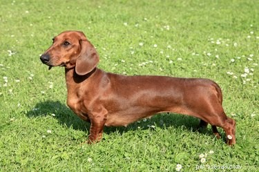 Spinal Disc Surgery in Dogs: Success Rates & What to Expect