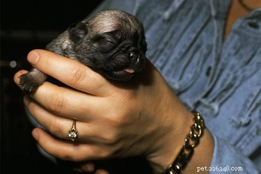 How to Burp Your Newborn Puppies: A Simple Guide