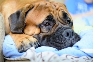 Urine Sugar in Dogs: A Warning Sign of Kidney Disease