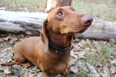 Tick Survival on Dogs: How Long Ticks Persist & Why It Matters