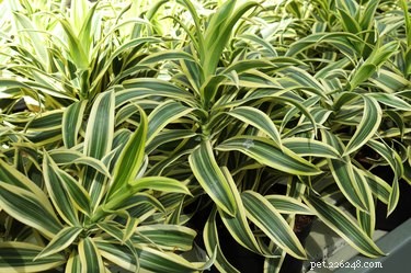Is Dracaena Marginata Toxic to Dogs? What You Need to Know