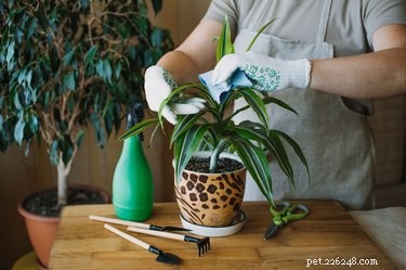 Is Dracaena Marginata Toxic to Dogs? What You Need to Know