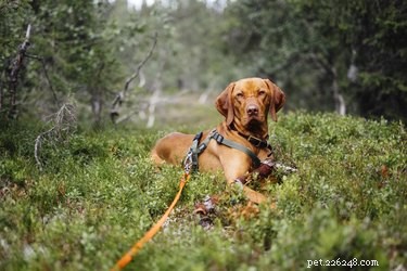 Is Dracaena Marginata Toxic to Dogs? What You Need to Know