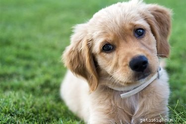 How to Spot and Treat a Sad Puppy: Signs & Solutions