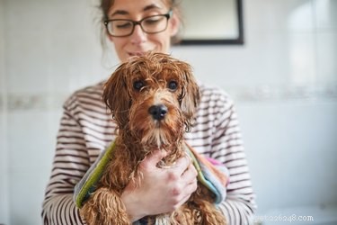 Why Is My Female Dog Licking Her Genitals? Common Causes & What to Do
