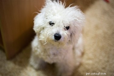Light‑Coated Dogs: Are They More Prone to Skin Issues?