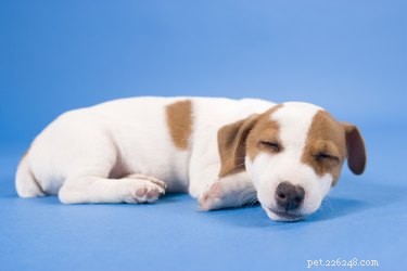 Why Nursing Puppies Spit Up After Feeding: Causes and Solutions