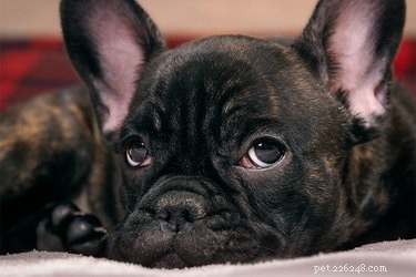 Entropion Surgery in Dogs: Causes, Symptoms, and Reliable Treatment