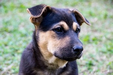 Understanding the Prevalence of Tracheal Collapse in Puppies