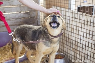 Can Dogs Transmit Parvovirus to Humans? Myths Debunked