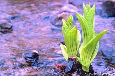 Are Hellebores Safe for Dogs? What You Need to Know