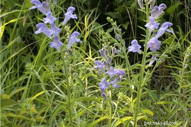 Skullcap and Dogs: Safety Guide for Veterinary Use