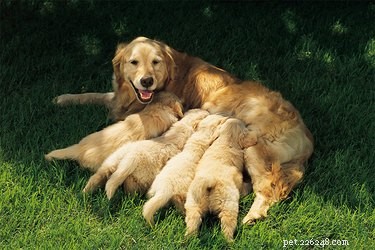 Can a Dog Conceive Without a Heat Cycle?