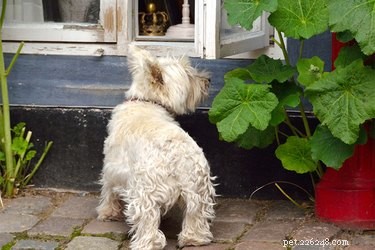English Ivy: Safe for Dogs? Understanding the Risks