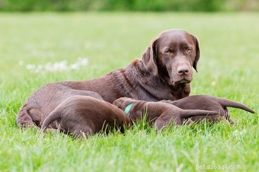 When Do Mother Dogs Begin Lactation: Before or After Giving Birth?