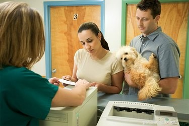Can Strep Throat Be Transmitted from Humans to Dogs?