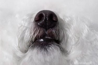 Understanding Canine Dyskinesia: Types, Symptoms, and Care