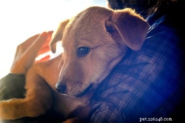 How to Care for a Puppy with Pneumonia: Expert Tips & Recovery Guide