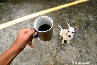 How Coffee Can Endanger Your Dog: Symptoms, Risks, and What to Do