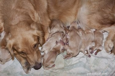 How Long After Water Breaks Does a Dog Deliver? Key Signs and Timing
